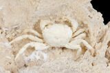 Fossil Crab (Potamon) Preserved in Travertine - Turkey #145050-1